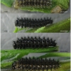 bol dia larva3 volg